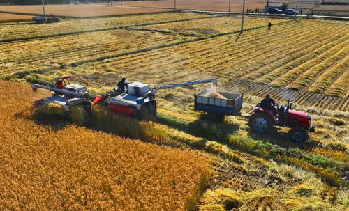 金利农场 稻香满园，粮袋子与钱袋子双丰收背后的发展新思路
