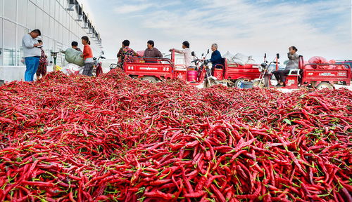 兴平辣椒荣获国家农产品地理标志，助力乡村振兴与区域发展